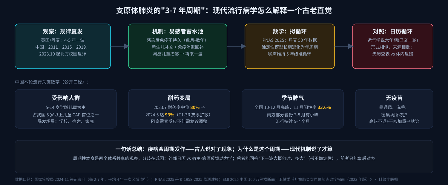 支原体肺炎的"3-7 年周期":现代流行病学怎么解释一个古老直觉